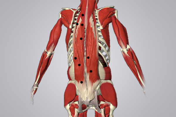 Триггерные точки мышцы, выпрямляющей позвоночник для проработки МФР роллером